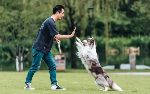 想学训犬师哪里可以学 想学训犬师哪里可以学