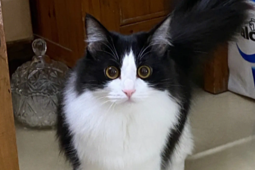jb猫奶牛猫为什么被叫几把猫