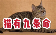 猫有九条命的故事