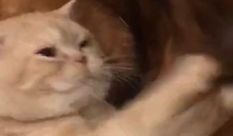 猫咪欺负金毛,金毛最终崩溃,主人看了惊出一身冷汗! 猫咪欺负金毛,金毛最终崩溃,主人看了惊出一身冷汗!