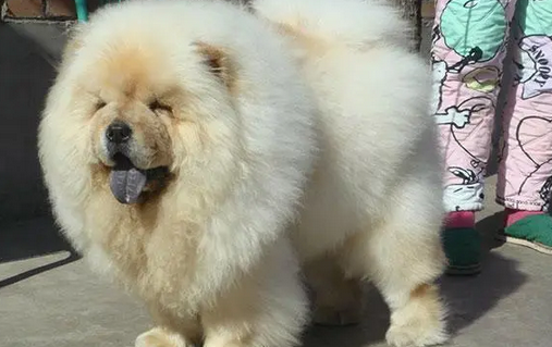 熊狮犬图片大全大图