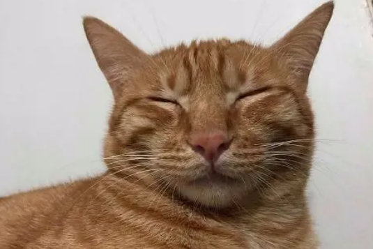 医生断定活不过一晚的小橘猫,如今成大“胖橘”,前后对比差距大 医生断定活不过一晚的小橘猫,如今成大“胖橘”,前后对比差距大