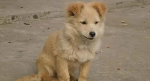 士狗为什么那么贵