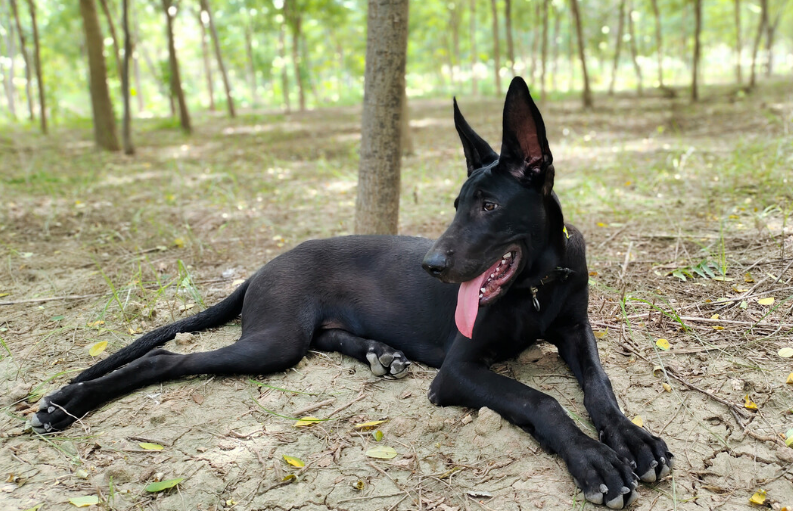 黑狼犬的致命缺点