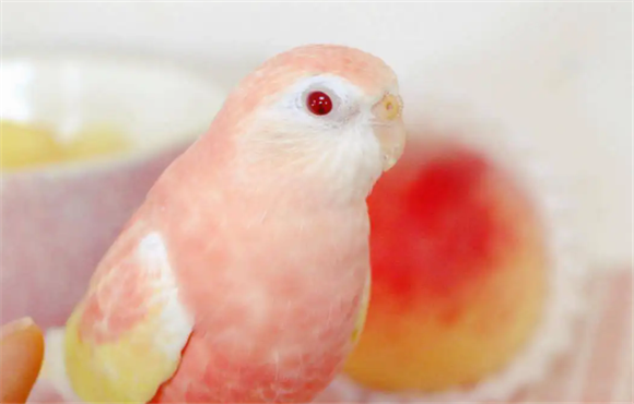 秋草鹦鹉饲养是否违法
