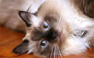 波曼猫幼猫性格