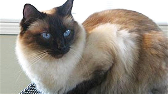 巴厘猫的优点和缺点 巴厘猫的优点和缺点