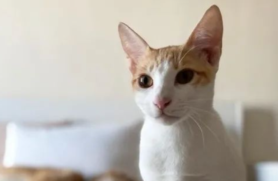 橘猫出门遇到另一个自己,不仔细看竟还以为是在照镜子... 橘猫出门遇到另一个自己,不仔细看竟还以为是在照镜子...