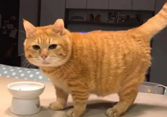 橘猫要重一点才会好看,把家里的猫养的挺肥,口味也变得重口味了 橘猫要重一点才会好看,把家里的猫养的挺肥,口味也变得重口味了