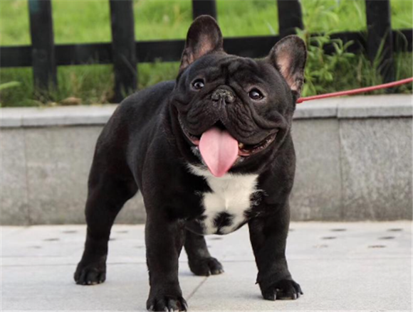 虎皮色法国斗牛犬 虎皮色法国斗牛犬