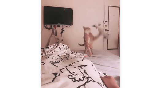 主人伤心哭泣,橘猫叼玩具安慰 ,一出手却让主人一秒爆粗! 主人伤心哭泣,橘猫叼玩具安慰 ,一出手却让主人一秒爆粗!