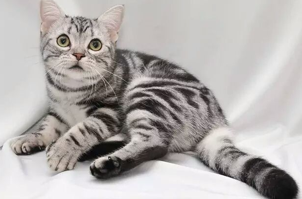 身上有虎纹的猫 身上有虎纹的猫