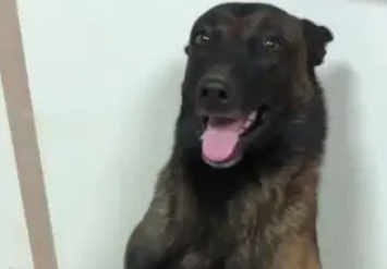马犬又被金毛坑了,真是太阴险了,网友:“心机”狗 马犬又被金毛坑了,真是太阴险了,网友:“心机”狗