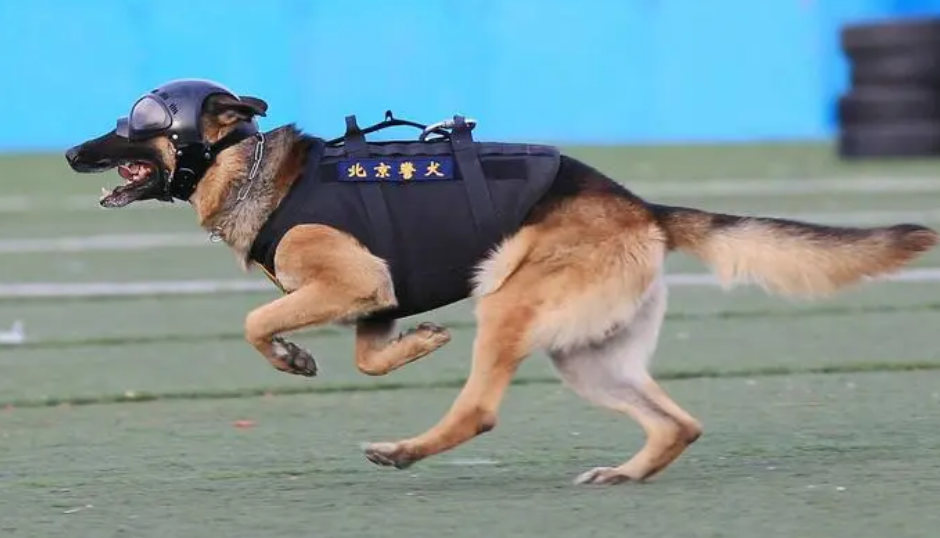 警犬天韵五歌 警犬天韵五歌