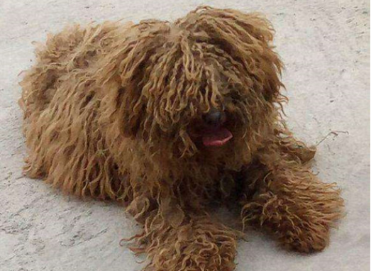 长毛犬毛打结用什么办法解决