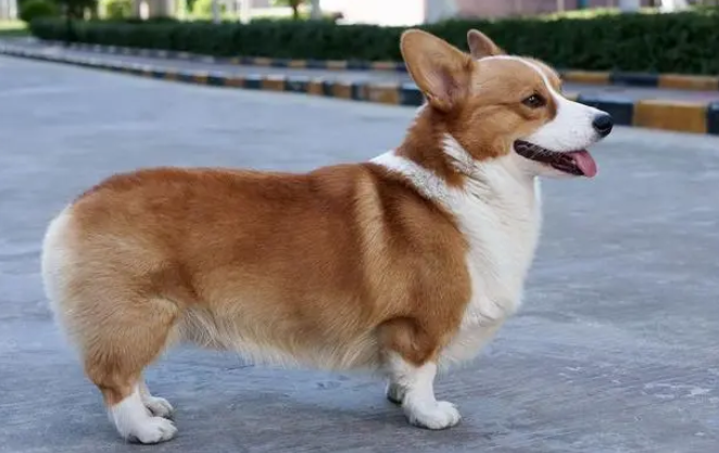 串串柯基犬什么样子图片