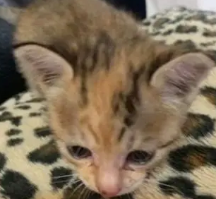 爱猫去世不久,主人就收编了一只小猫,看到鼻子上的胎记感动泪奔 爱猫去世不久,主人就收编了一只小猫,看到鼻子上的胎记感动泪奔