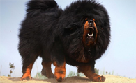 藏算巨型犬吗
