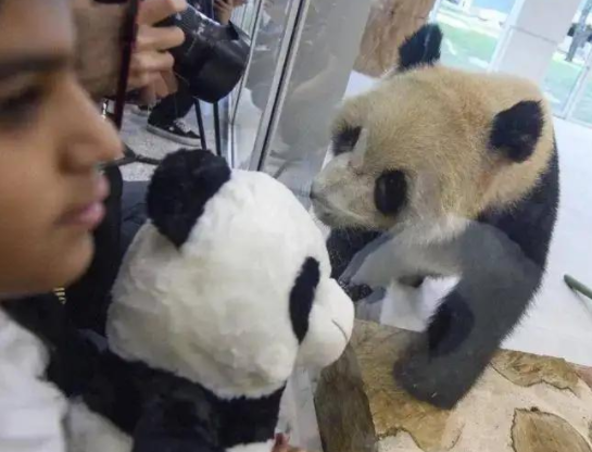 都说大熊猫的实力被低估了,那它在猛兽中到底是什么段位的? 都说大熊猫的实力被低估了,那它在猛兽中到底是什么段位的?
