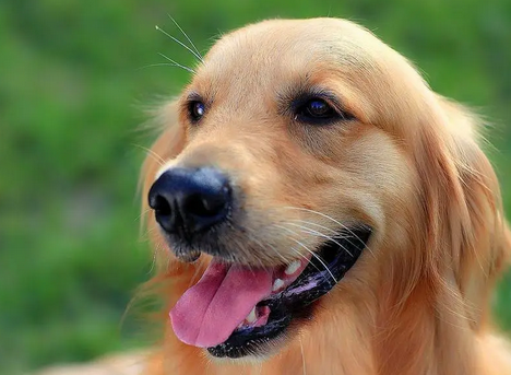 金毛可以当缉毒犬吗 金毛可以当缉毒犬吗