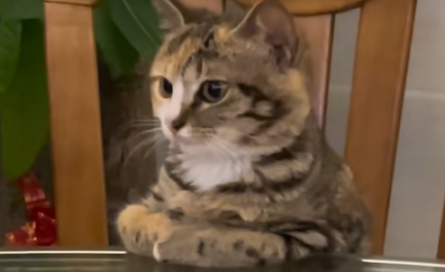 猫咪快饿死的表现