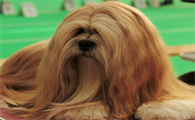 拉萨犬的别称鉴别要点