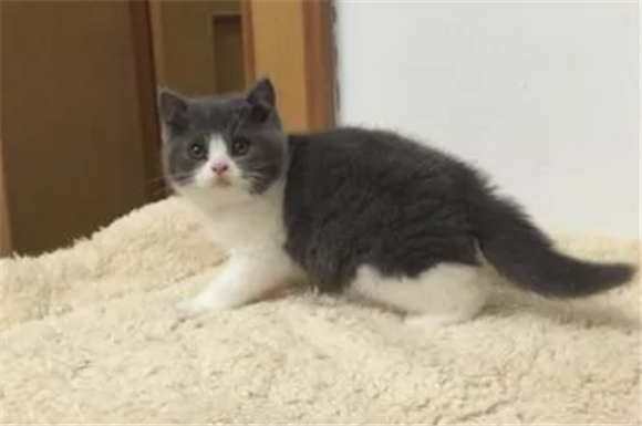 蓝猫短毛贵还是长毛贵
