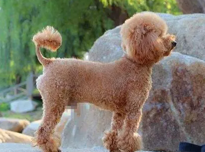 贵宾犬年龄和体重对照表