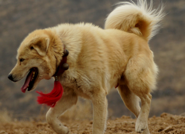太行犬大笨狗繁育基地