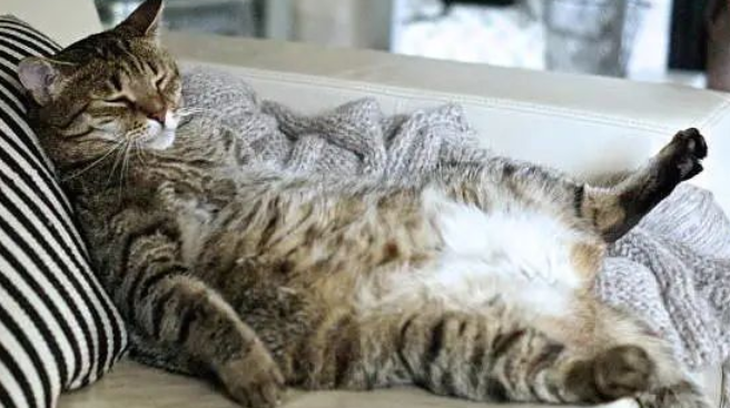 猫咪这6种表现说明你养得好！