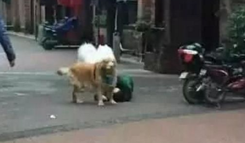 金毛因太胖被主人送去安乐死，医生果断拒绝：你不养，我来养！