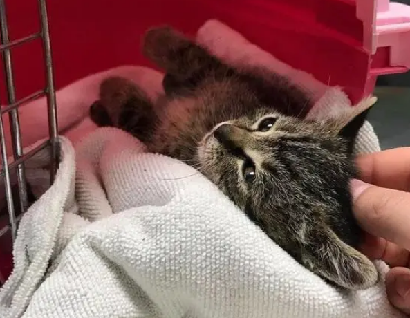 救了一只小流浪猫,是个黏人的“小妖精”,只好把它放兜里上班 救了一只小流浪猫,是个黏人的“小妖精”,只好把它放兜里上班
