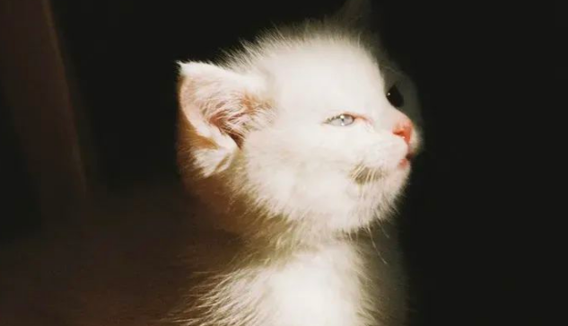 你的小猫咪有什么独特气质? 你的小猫咪有什么独特气质?