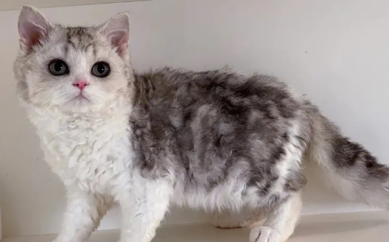 赛凯猫掉毛吗 赛凯猫掉毛吗