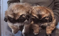 鹰叭犬王大帝图片大全