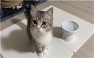 猫太饿了会怎么样