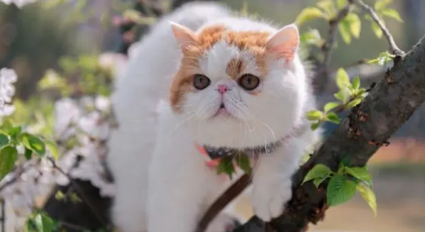 咖啡猫和加菲猫的区别 咖啡猫和加菲猫的区别
