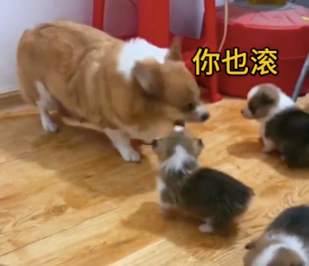 刚开始还护崽的狗妈,现在却凶狠的不让小狗们靠近! 刚开始还护崽的狗妈,现在却凶狠的不让小狗们靠近!