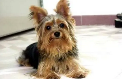 长毛梗犬种类大全图片名称
