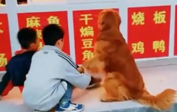 金毛路过熟食店不愿离开,被主人强行带走,狗:再让我闻一会儿… 金毛路过熟食店不愿离开,被主人强行带走,狗:再让我闻一会儿…