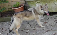 捷克狼犬一次生几只