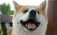 忠犬八公不是等主人