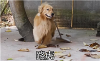 网上很火的那个狗叫什么