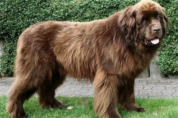 纽芬兰犬价格多少钱