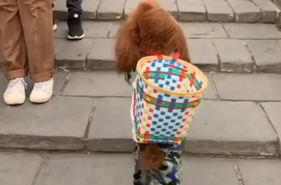 小狗狗背着背篓爬长城,让外国人都尖叫,网友:这狗真厉害