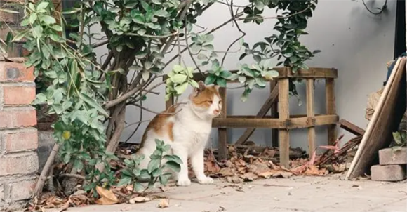后院猫为什么不能养 后院猫为什么不能养