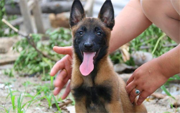 如何领养军犬 如何领养军犬