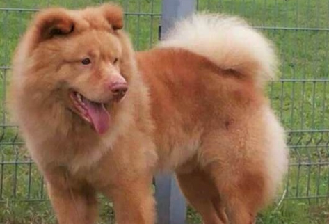五红犬和五黑犬哪个好