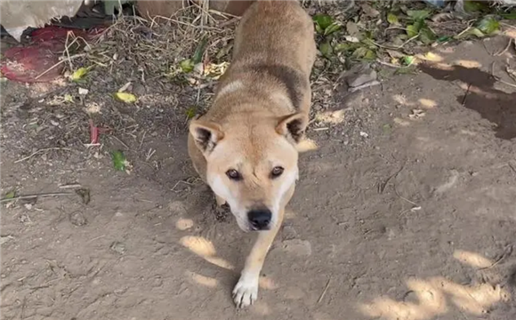 土猎犬能长多大 土猎犬能长多大