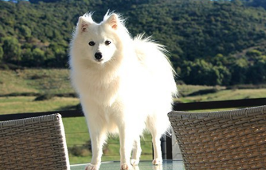 日本尖嘴犬小时候图片
